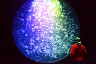 世界に誇るクラゲ天国! クラゲ愛が詰まった「加茂水族館」で魅惑の脱力時間
