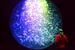 世界に誇るクラゲ天国! クラゲ愛が詰まった「加茂水族館」で魅惑の脱力時間