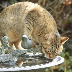 猫はなぜお風呂が嫌いなの 上手に洗う方法を獣医師が解説 マイナビニュース
