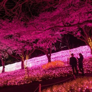 上空リフトからの絶景花見に夜桜イルミも! 「さがみ湖桜まつり」開催