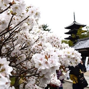 京都は桜が良く似合う! 歴史や絶景とともに味わえる花見名所7カ所巡り