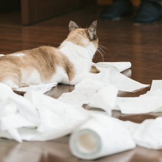 猫はなぜお風呂が嫌いなの 上手に洗う方法を獣医師が解説 マイナビニュース