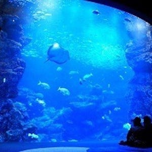 京都水族館、GW限定で「夜のすいぞくかん」開催 - 幻想の照明演出