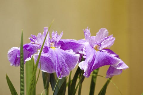 子どもの日 なぜ菖蒲や柏餅で祝うの 由来と本来の意味は マイナビニュース