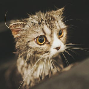猫はなぜお風呂が嫌いなの? 上手に洗う方法を獣医師が解説