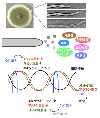 と は 菌 糸状 [434]放線菌は糸状菌をやっつける