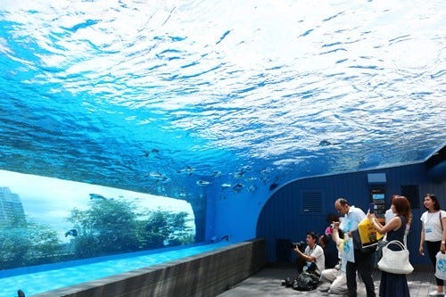 空飛ぶペンギンを見た サンシャイン水族館に世界初の新展示エリアが登場 マイナビニュース