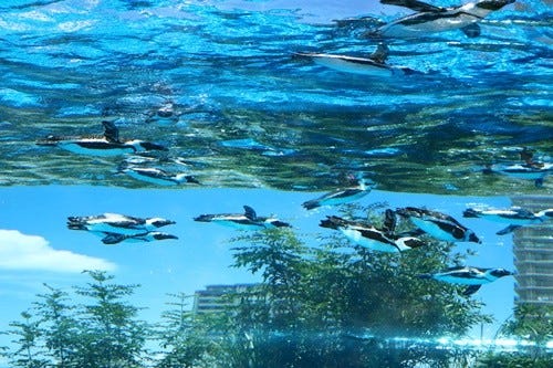 空飛ぶペンギンを見た サンシャイン水族館に世界初の新展示エリアが登場 マイナビニュース