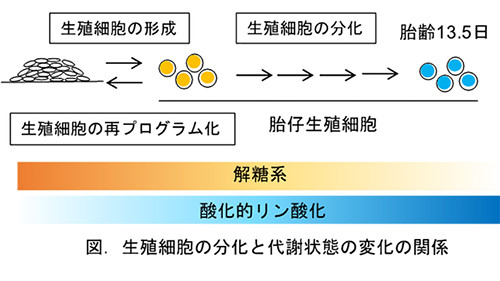 不妊や先天性異常の原因解明に期待 生殖細胞の細胞内代謝の特徴と役割判明 Tech