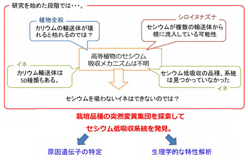 セシウムの吸収を大幅に低減できるイネの開発に成功 Tech