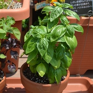 部屋をかっこよく見せたい 今人気の観葉植物を専門家に聞いてみた マイナビニュース 部屋をかっこよく見せたい 今人気の観葉植物を専門家に聞いてみた マイナビニュース
