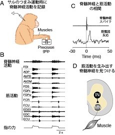 手指の多彩な運動を実現する神経メカニズム 筋シナジー説 の神経基盤解明 マイナビニュース