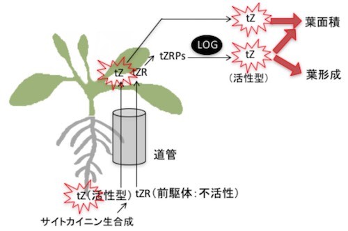名大など サイトカイニン輸送が植物の成長促進を制御するしくみを発見
