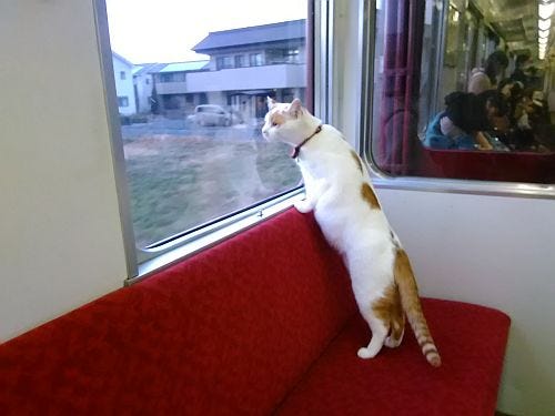 養老鉄道 ねこカフェ列車 即日満員に 保護された猫たちが乗車 9 10運行 マイナビニュース