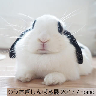 「うさぎしんぼる展 2017」開催! SNSで人気のうさぎ写真やグッズ販売も