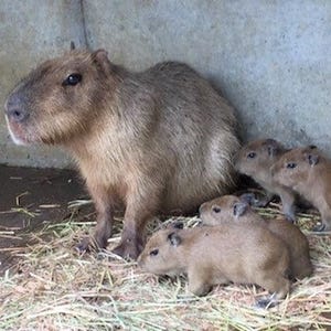 カピバラ好き必見! 伊豆シャボテン動物公園で赤ちゃん4頭が誕生