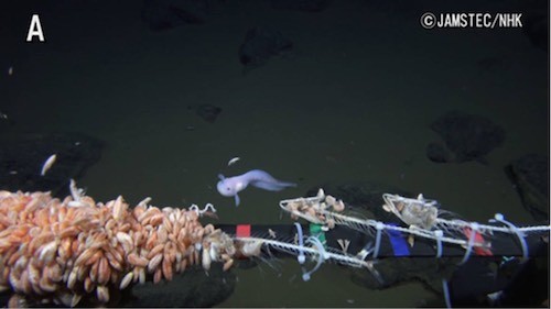 Jamstec Nhk マリアナ海溝の水深8 178mで魚類を撮影 世界最深映像記録 Tech