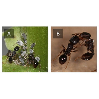 アリがアブラムシの増殖率を操作 共生系が生物多様性を維持することを解明 Tech アリがアブラムシの増殖率を操作 共生系が生物多様性を維持することを解明 Tech