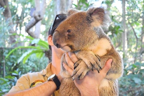 コアラの匂いは独特 オーストラリア ブリスベンで動物と戯れてきた マイナビニュース
