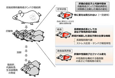 胎生期の栄養ストレスは肝臓の絶食応答に影響を及ぼす Tmdu マイナビニュース