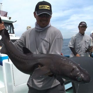 テレビ東京 東京湾 漁 番組で激レア魚続々捕獲 専門家も興奮 マイナビニュース