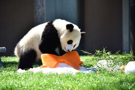 ジャイアントパンダの赤ちゃん 結浜 ゆいひん が1歳に 誕生会も可愛い マイナビニュース