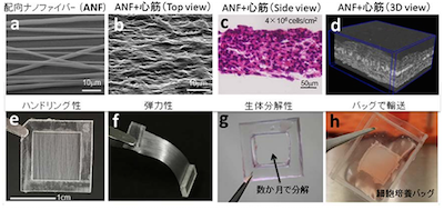 Ips細胞から3次元心筋細胞組織を構築できるナノファイバー 京大と阪大 Tech