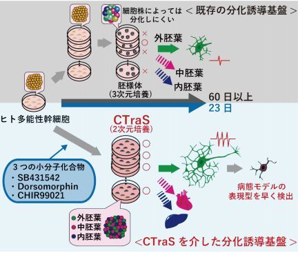 ヒトips細胞の分化の高効率化に成功 慶大が分化能力を促進する化合物を発見 Tech