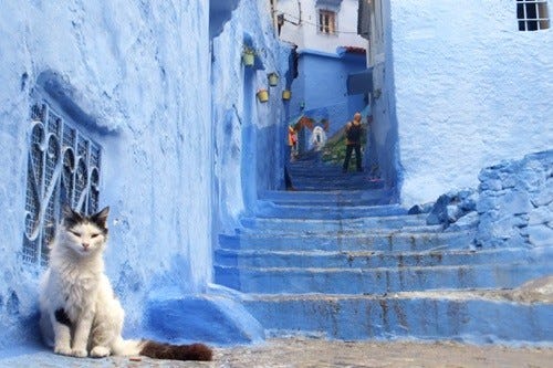 僕らの町は美しい シャウエンの青世界で生きる温かい人々と猫 写真85枚 マイナビニュース