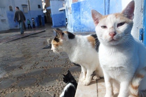 僕らの町は美しい シャウエンの青世界で生きる温かい人々と猫 写真85枚 マイナビニュース