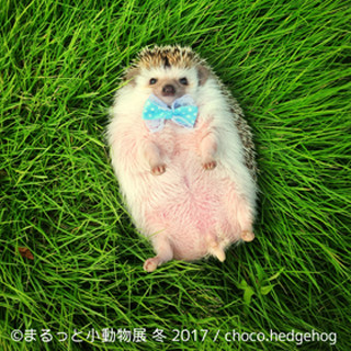 「まるっと小動物展」開催、ハリネズミやモモンガ等の写真大集合