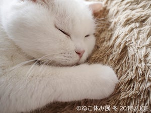 猫クリエイター集結! 「ねこ休み展」冬の本祭開催