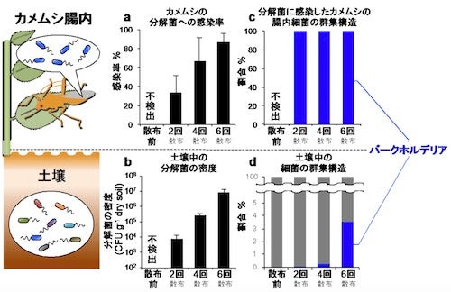 産総研 害虫の殺虫剤抵抗性が共生細菌を介し急速に発達することを明らかに Tech