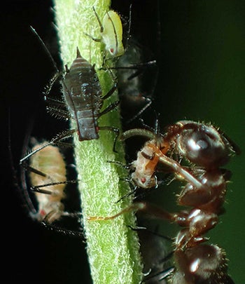 アリがアブラムシの増殖率を操作 共生系が生物多様性を維持することを解明 マイナビニュース