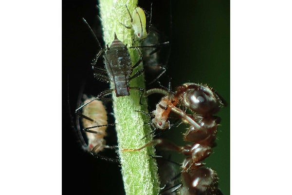 アリがアブラムシの増殖率を操作 共生系が生物多様性を維持することを解明 Tech