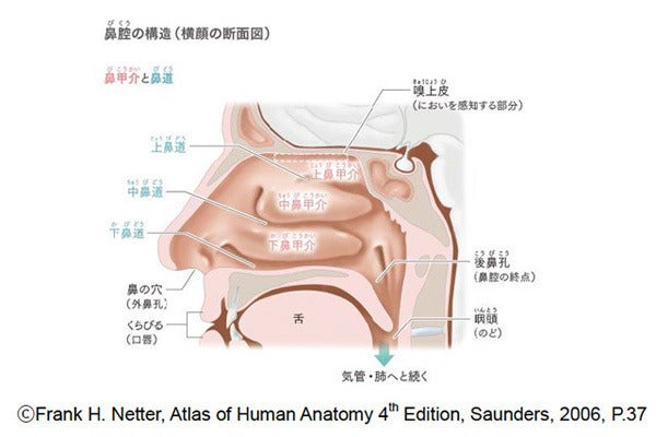 花粉の飛散時期に覚えておきたい 鼻づまり対策 とは マイナビニュース