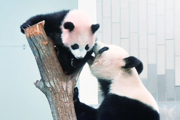上野動物園 パンダ 写真集 すくすく シャンシャン フォトブック 非売品 Www Airsoftcenter Nl
