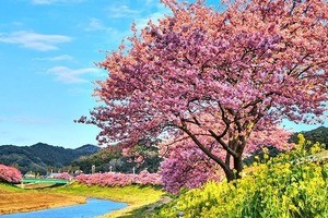 春先取りの花見旅! 温暖な伊豆で河津桜などを楽しめる温泉地ベスト4