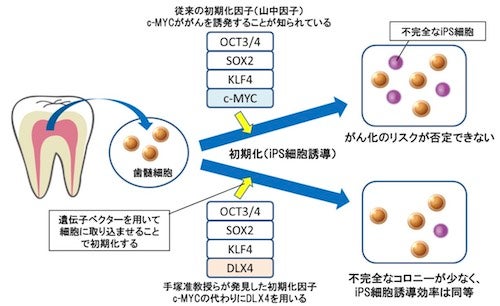 岐阜大ら ガン誘発リスクを低減できるips細胞誘導方法の米国特許を取得 Tech