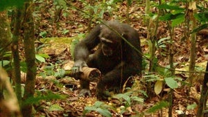 道具を使うチンパンジーを日本初撮影! TBS『世界遺産』で成功