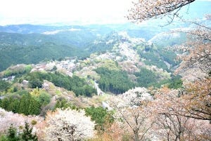 吉野山がピンクに染まる! 秀吉も愛でた3万本の桜絶景はハイキングとともに