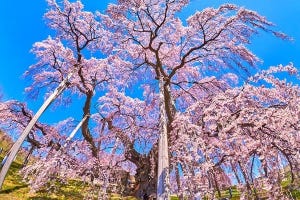 これが日本の春だ! 実際に行って選んだ東日本・桜の花見名所ベスト10