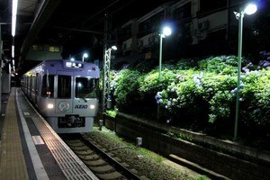 京王電鉄、井の頭線東松原駅であじさいのライトアップ - 6/4から