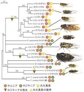 産総研と琉球大 日本産セミ15種の共生菌はセミ寄生性の冬虫夏草が起源 Tech