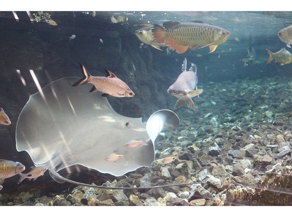 板橋区立熱帯環境植物館の画像②