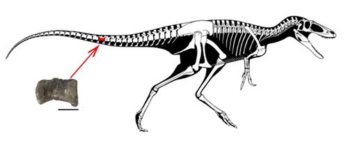 北海道で見つかった恐竜化石は中型のティラノサウルス類らしい 巨大化解明に貢献 マイナビニュース