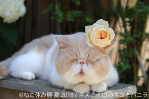 浅草橋で過去最大の「ねこ休み展」夏の本祭開催--先着3,333人に猫うちわを