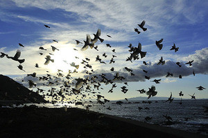 キヤノン、日本野鳥の会の写真展「鳥のいる日本の風景」を開催