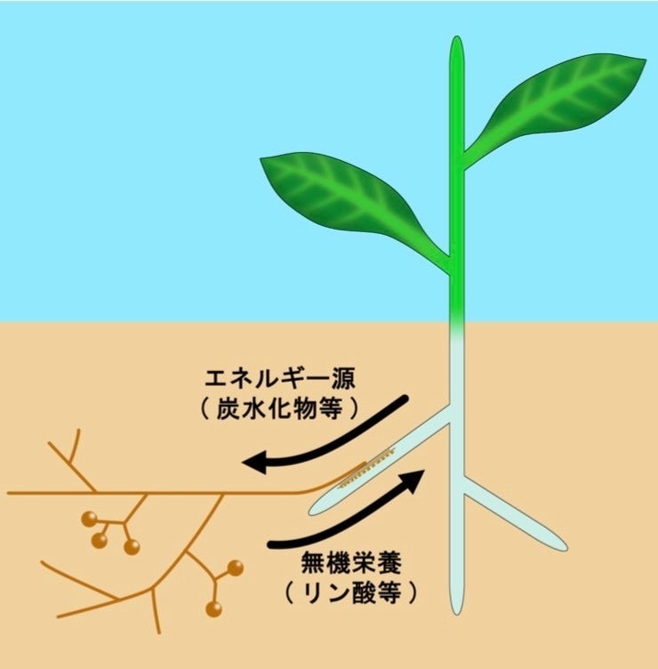 ソース画像を表示