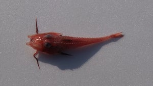 大家志津香 絶滅疑惑の生物と遭遇 レア魚100種超発見 東京湾大調査3 マイナビニュース